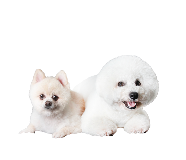 Make Dogs Happy With Us